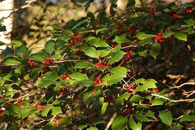 american holly ilex opaca branch 3008px