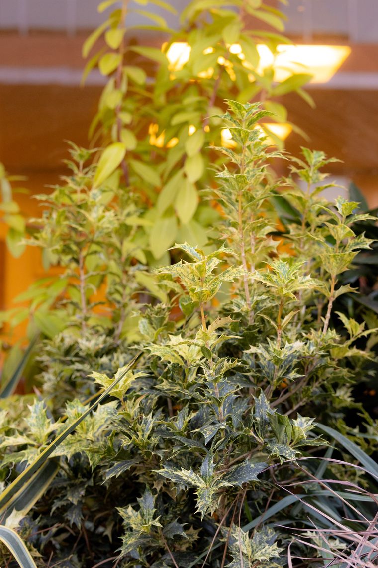 12 2025 phs hq planters winter credit morgan horell morganhorellphoto 009