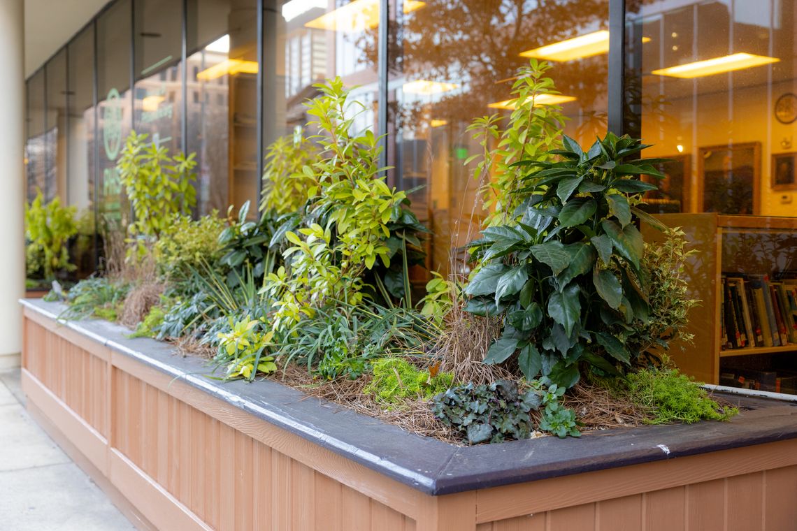 phs summer 2025 summer plantings long planter