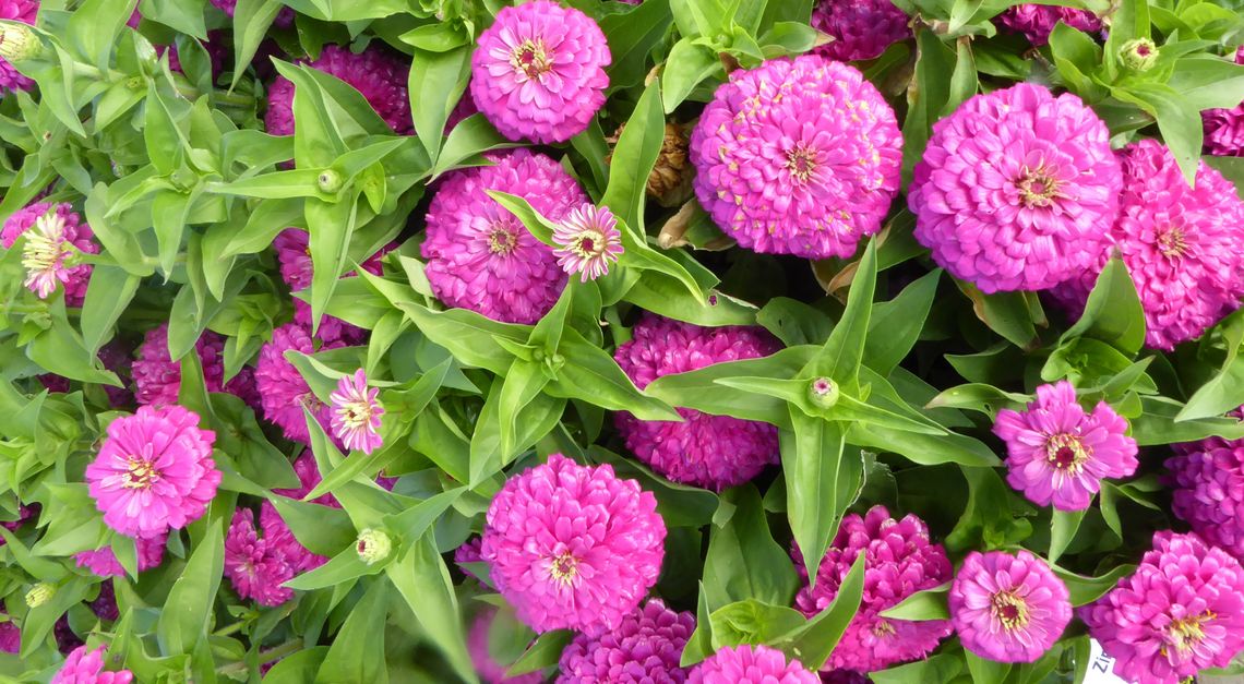 growing cut flowers zinnia zesty fuchsia credit andrew bunting