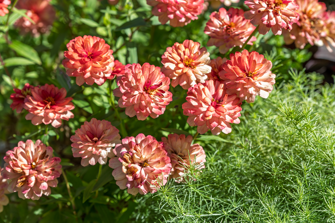 growing cut flowers zinnia credit anne dransfield delion