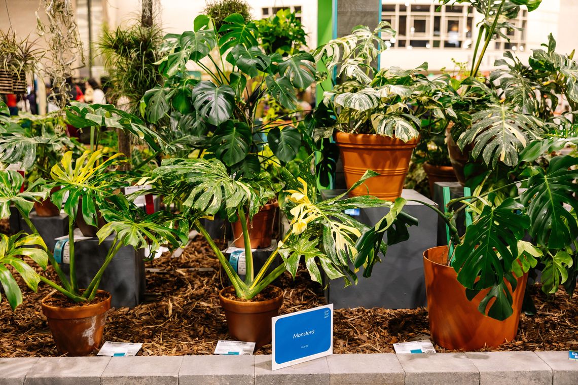 phs philadelphiaflowershow2025 beccamathias 9941 1