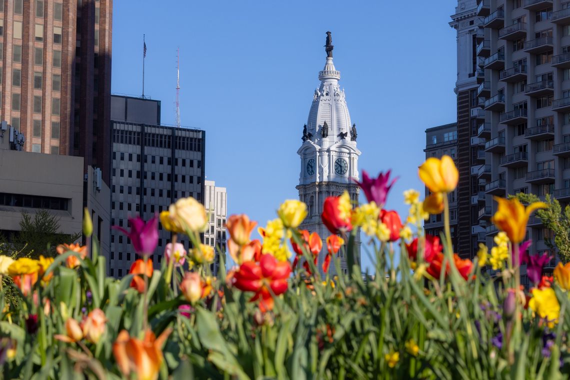 4 27 2025 logan square bulbs credit morgan horell morganhorellphoto 074