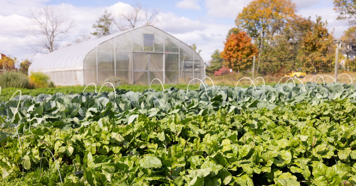 【ht_plants farm】 cmkha3g8h00qb10o6drs87d2r-10-