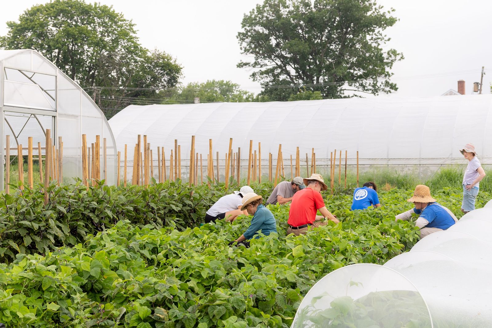 The PHS Community Farm at Norristown Farm Park