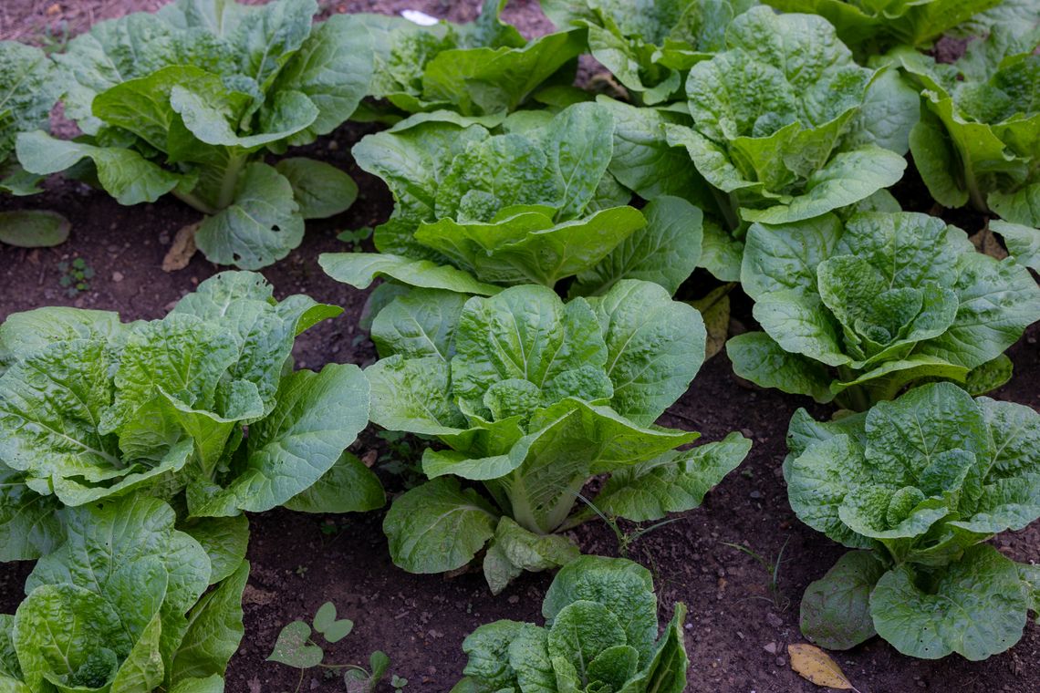 9 5 2025 glenwood green acres credit morgan horell morganhorellphoto 046