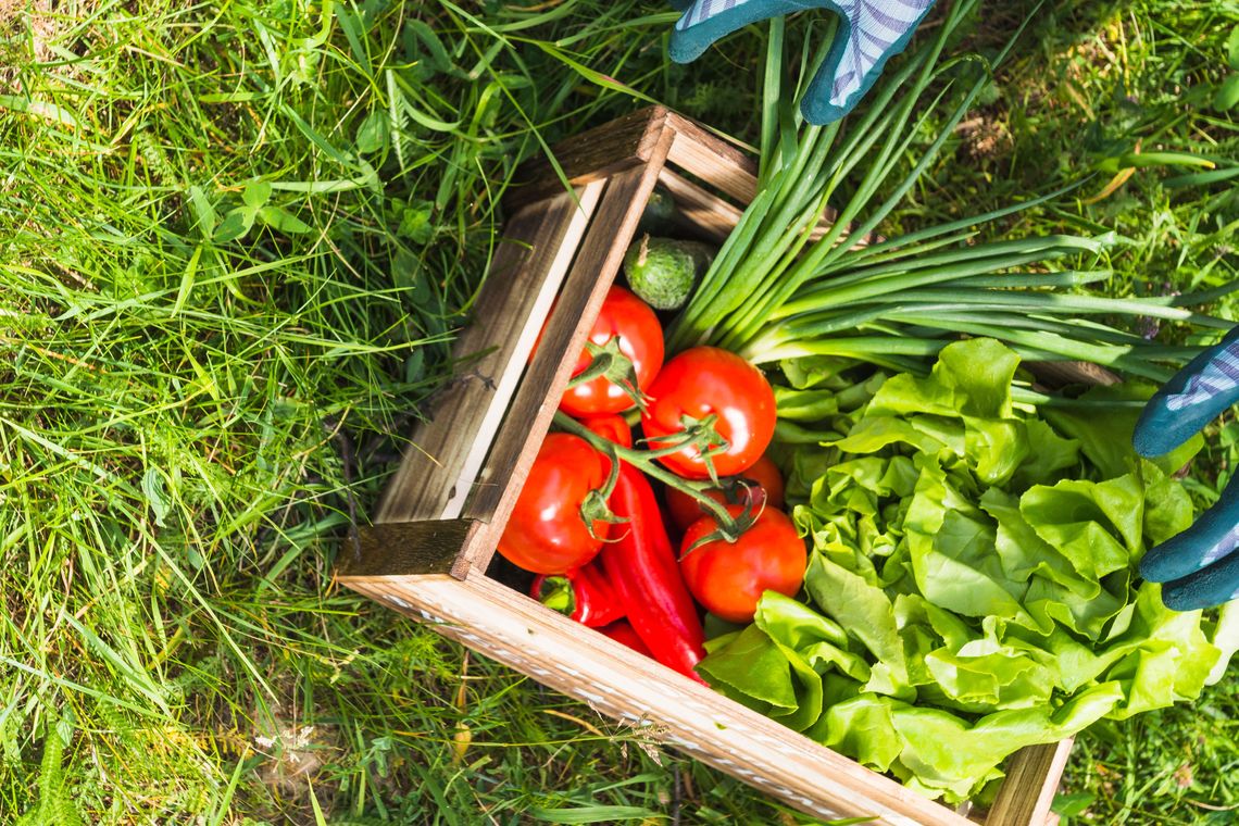 wooden crate with fresh organic vegetables green grass