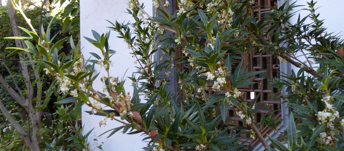 hero_osmanthus heterophyllus sasaba chinese garden portland 2017