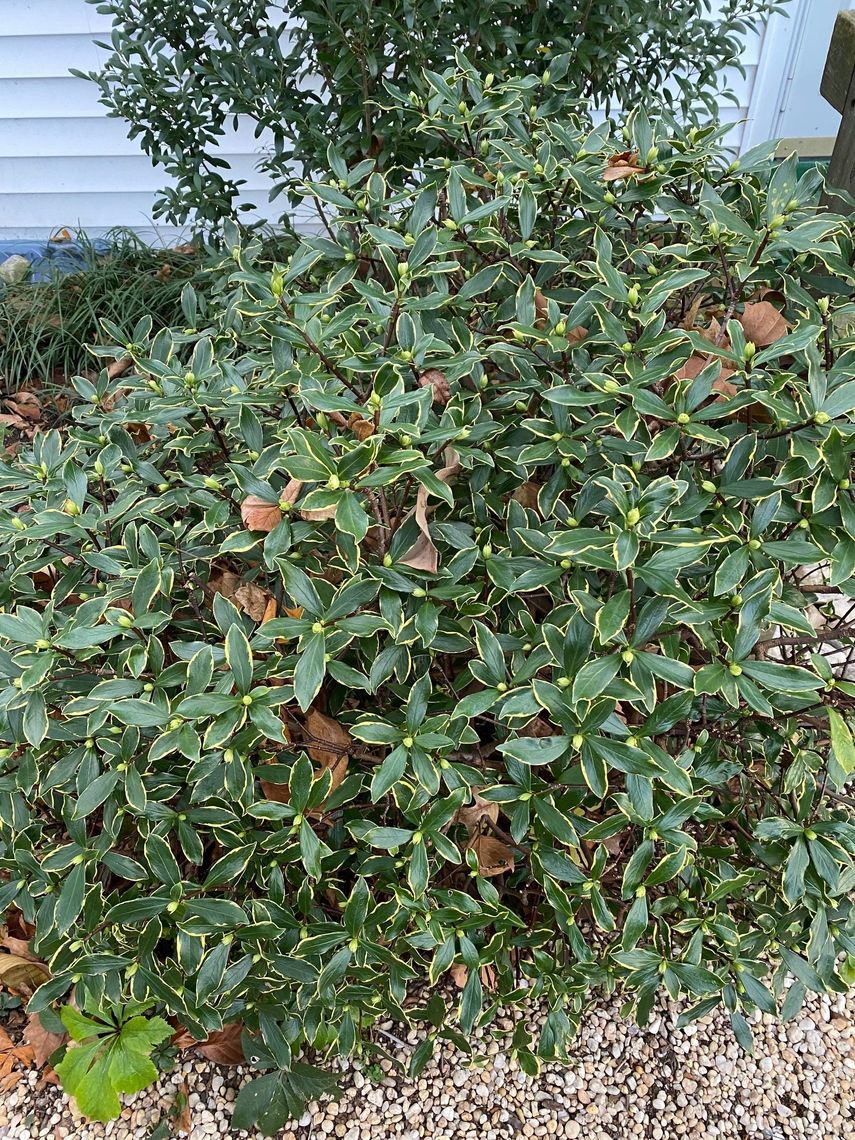 daphne odora aureomarginata