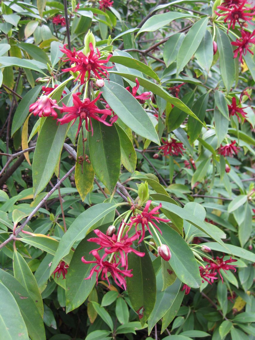 illicium floridanum