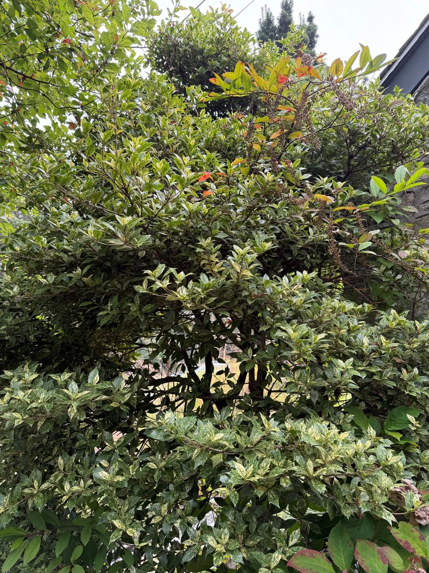 osmanthus herterophyllus goshiki