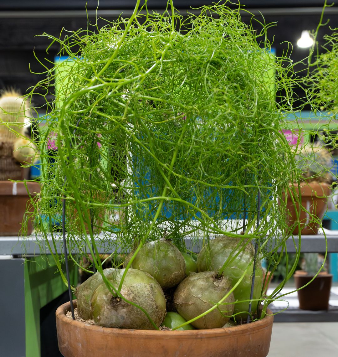 buy pineapple plant perth Pineapple Plants for Sale main image 0