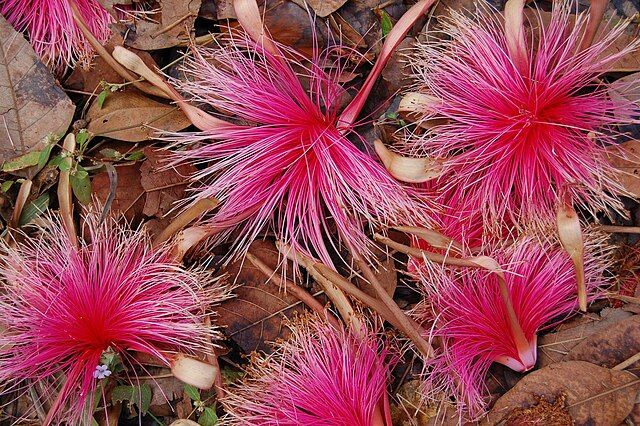 pseudobombax ellipticum