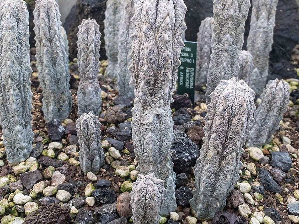 euphorbia abdelkuri4