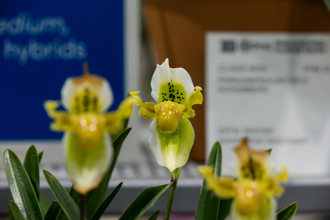 phs flowershow 2025 237