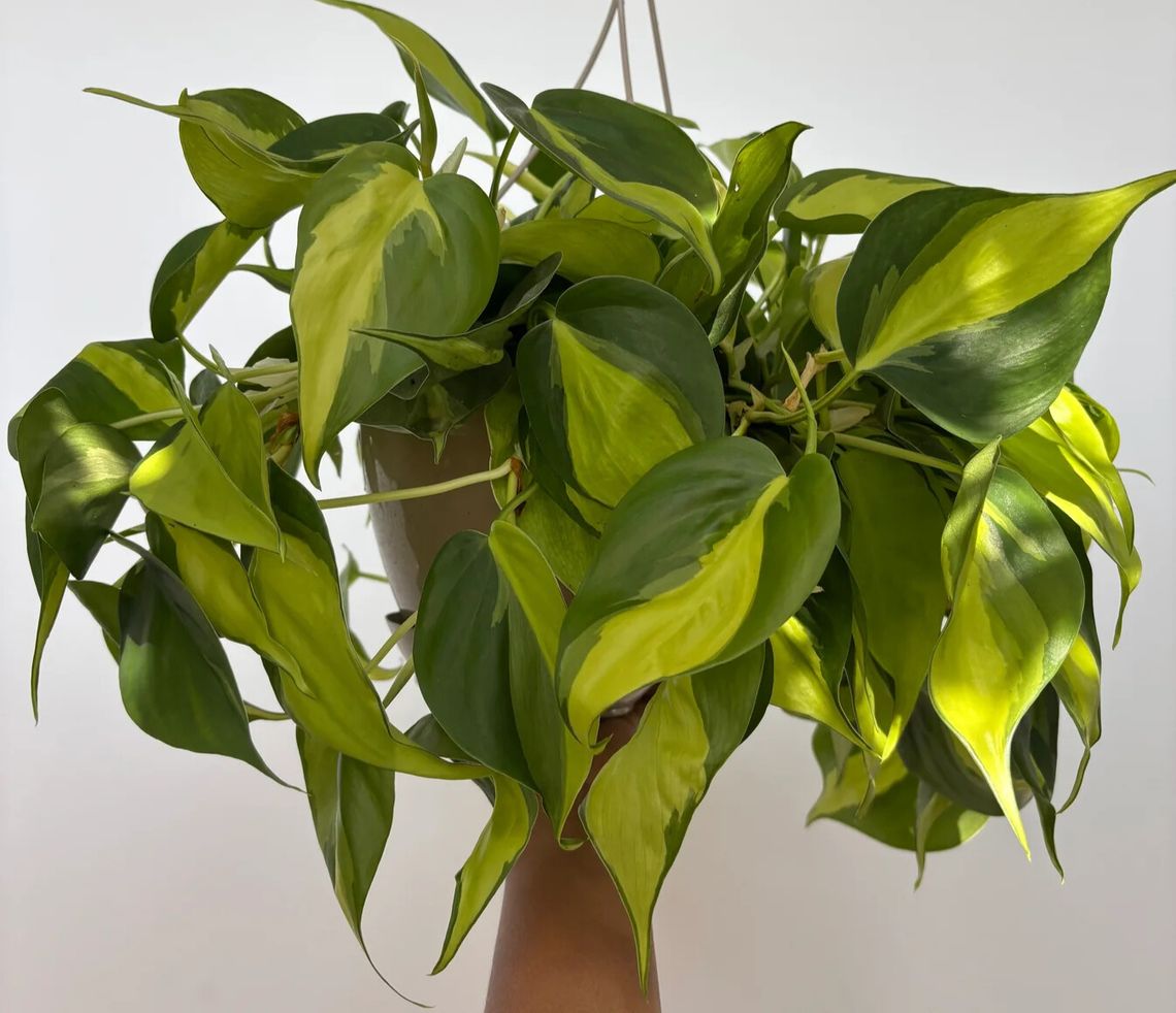 plant and people edited