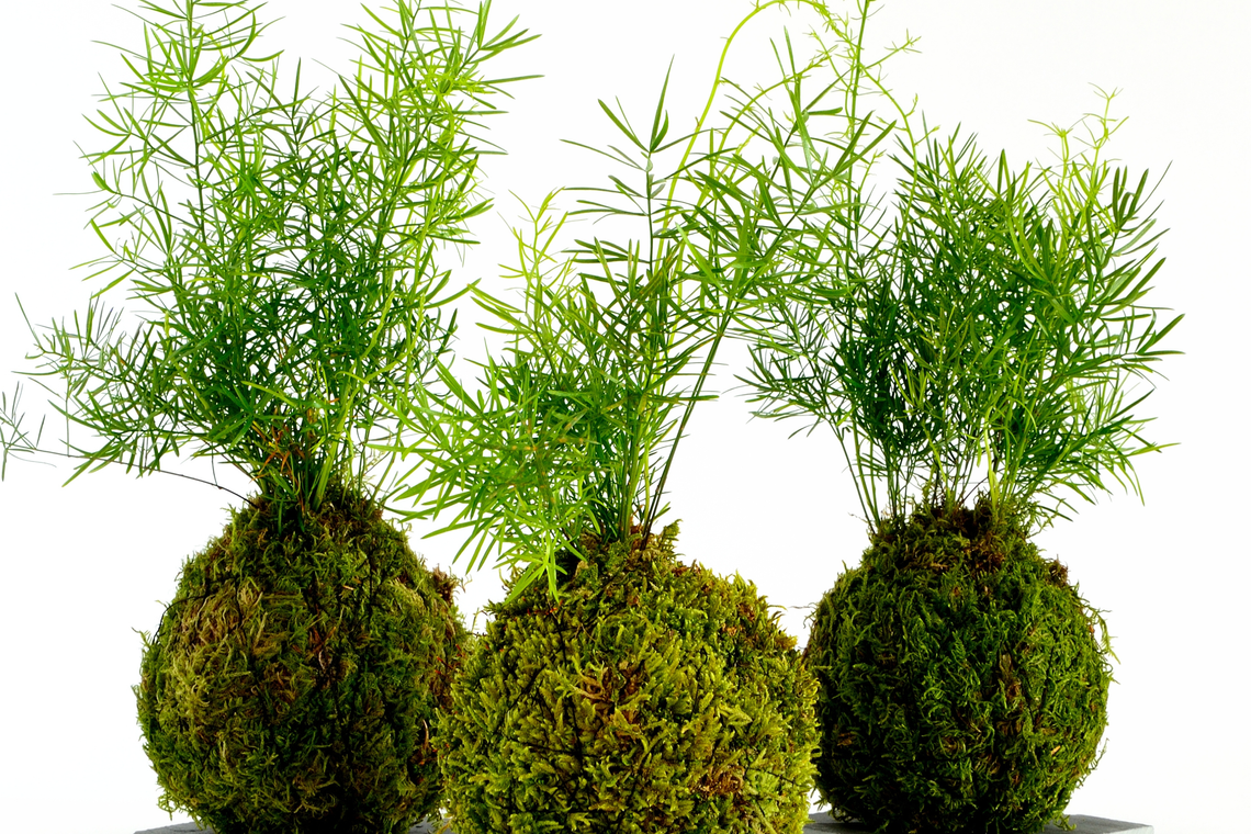 5 18 5 19 kokedama