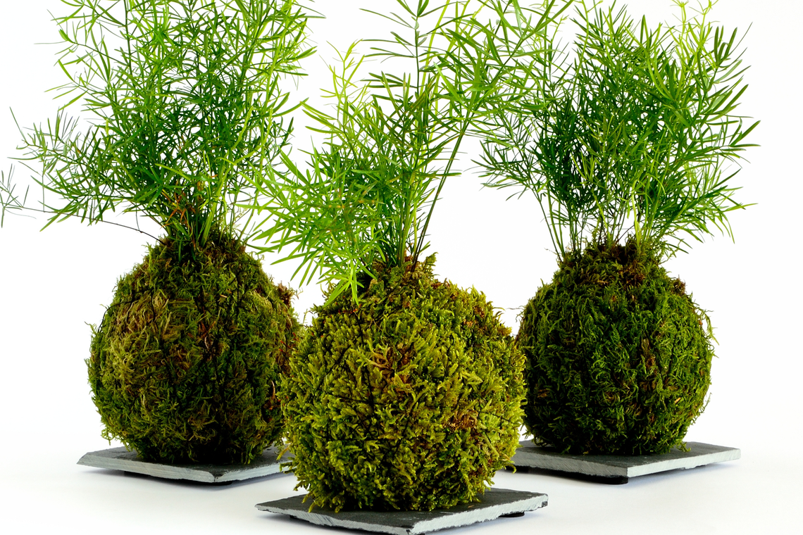 5 18 5 19 kokedama