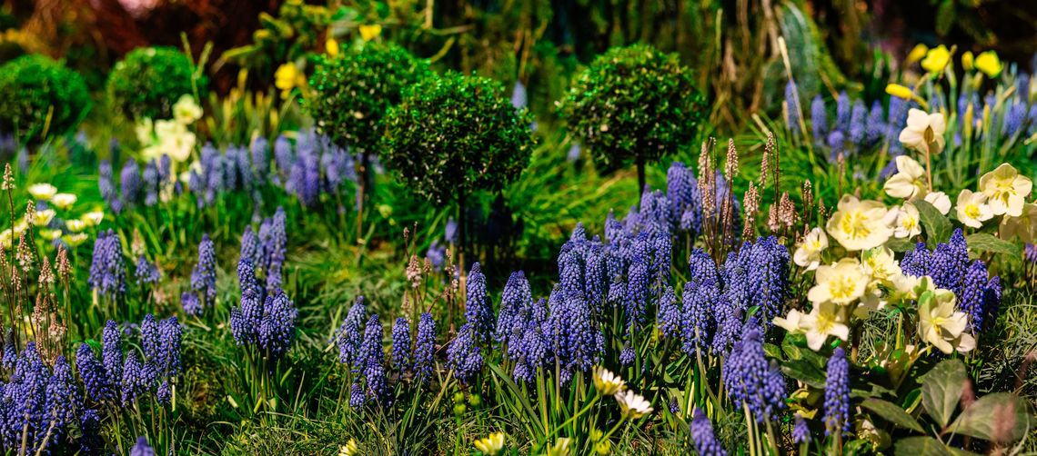 phsflowershow2026 beccamathias 1941