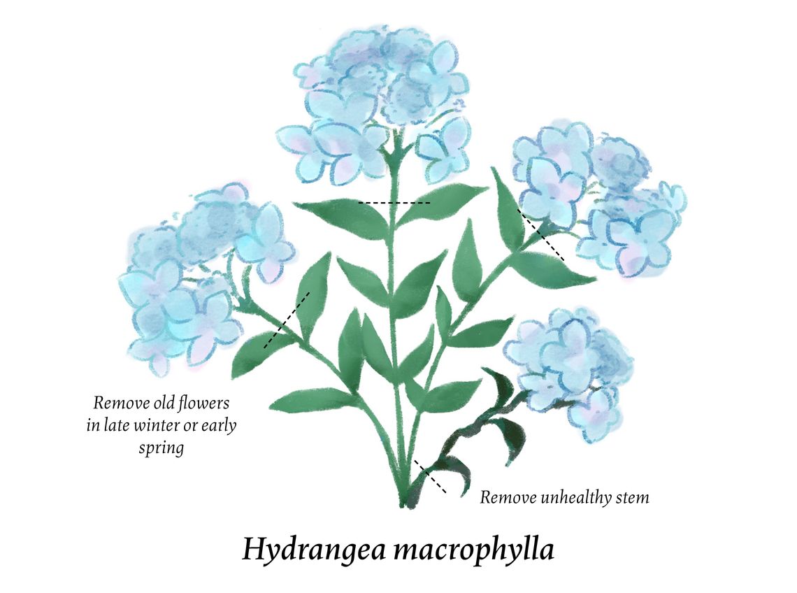 fy26 pruninghydrangeasblog illustration3