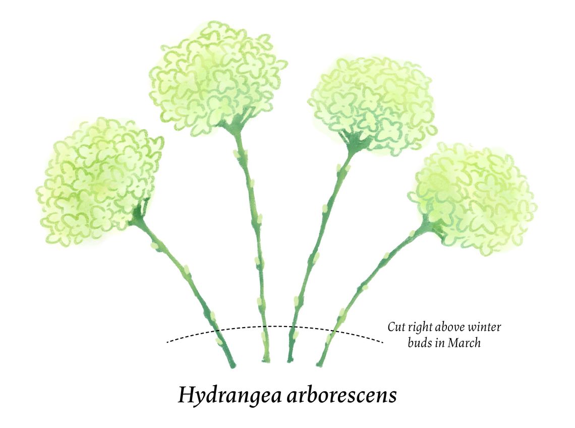 fy26 pruninghydrangeasblog illustration