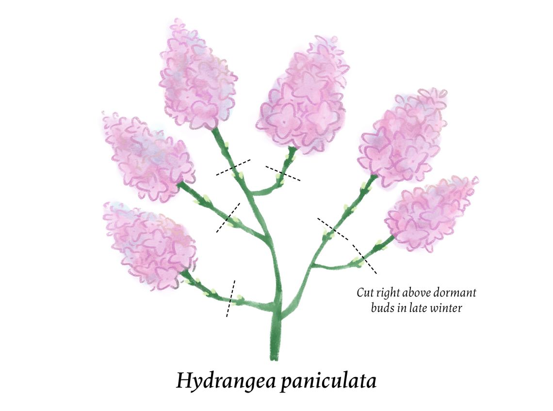 fy26 pruninghydrangeasblog illustration2