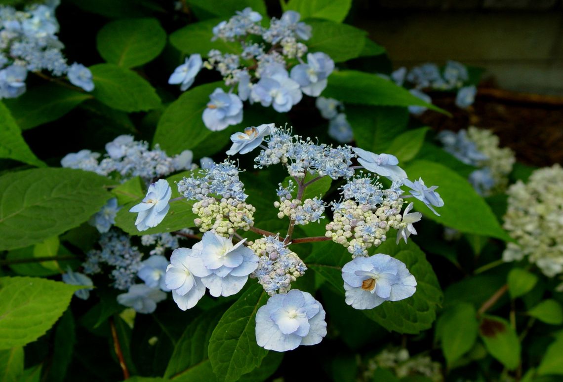 hydrangea serrata yae no amacha