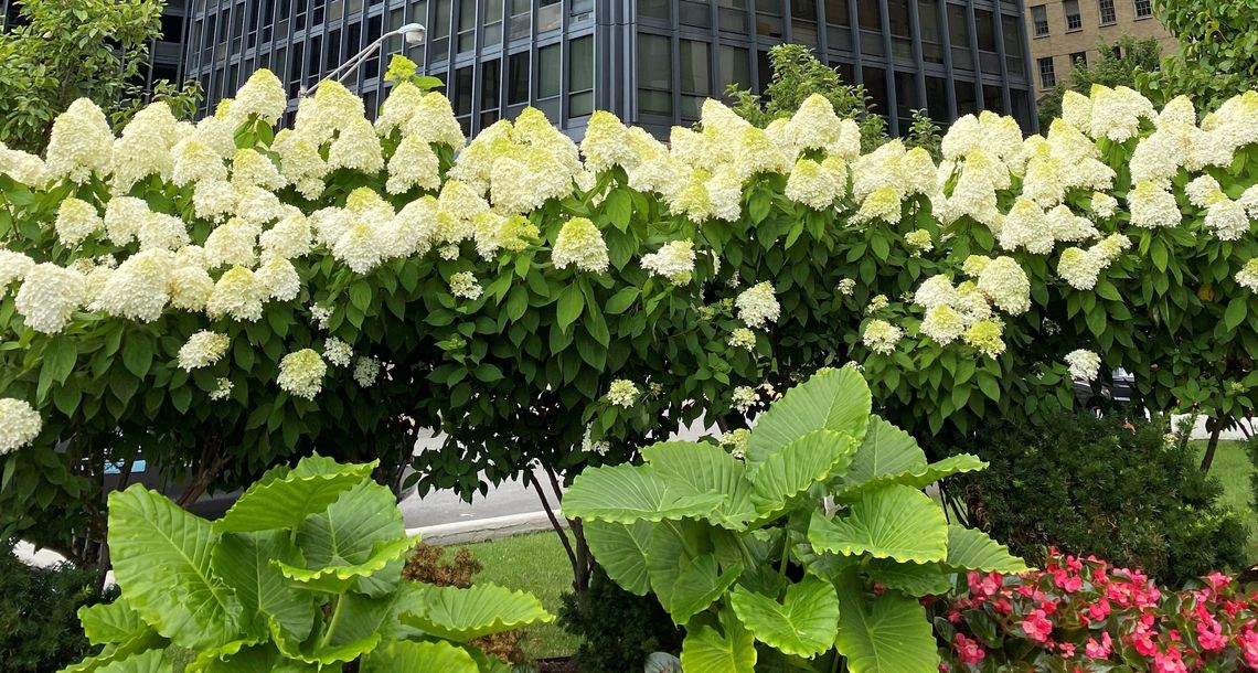 hydrangea paniculata limelight chicago 1