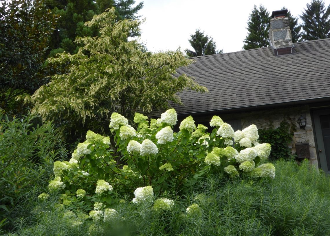 hydrangea paniculata limeligh 408 vassar avenue