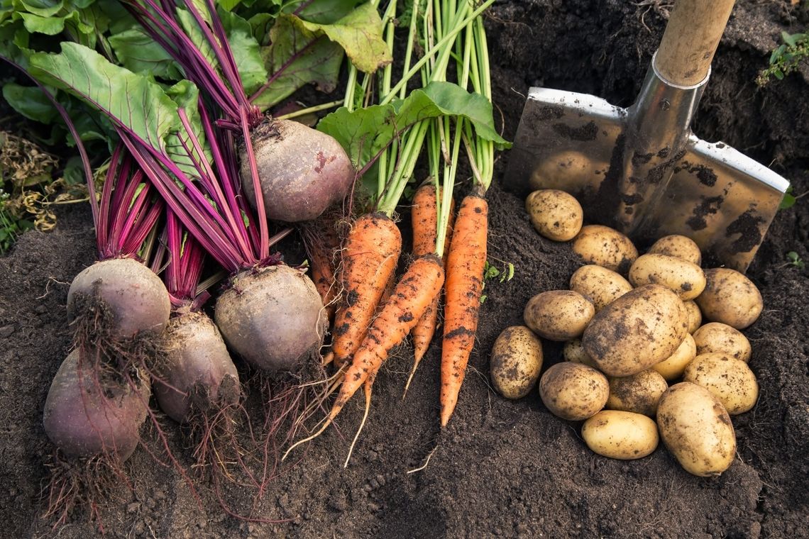 vegetables in soil