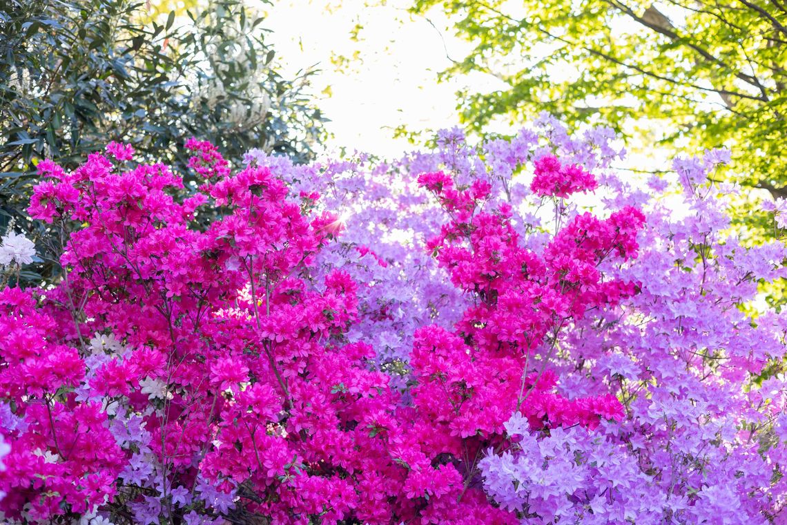 4 22 2024 spring azaela garden credit morgan horell 68