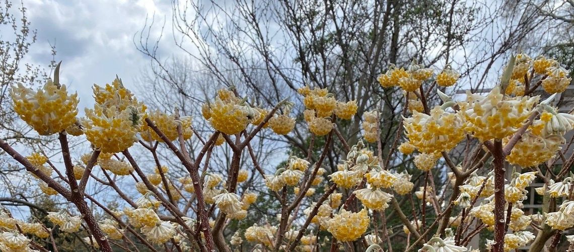 edgeworthia chrysantha 3 2022