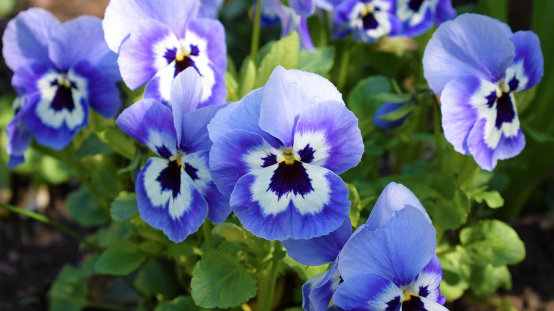 pansies