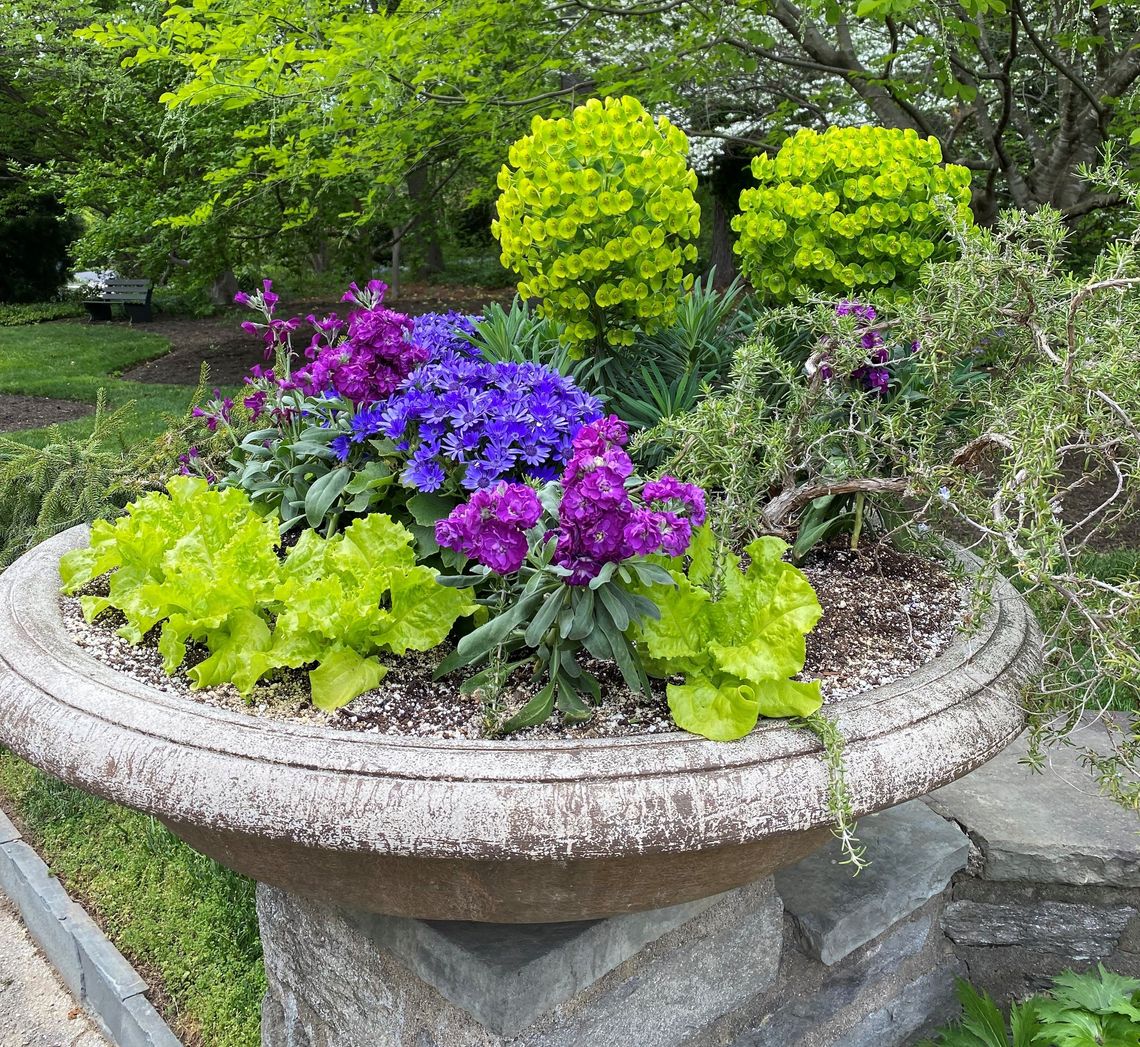 spring annuals 2