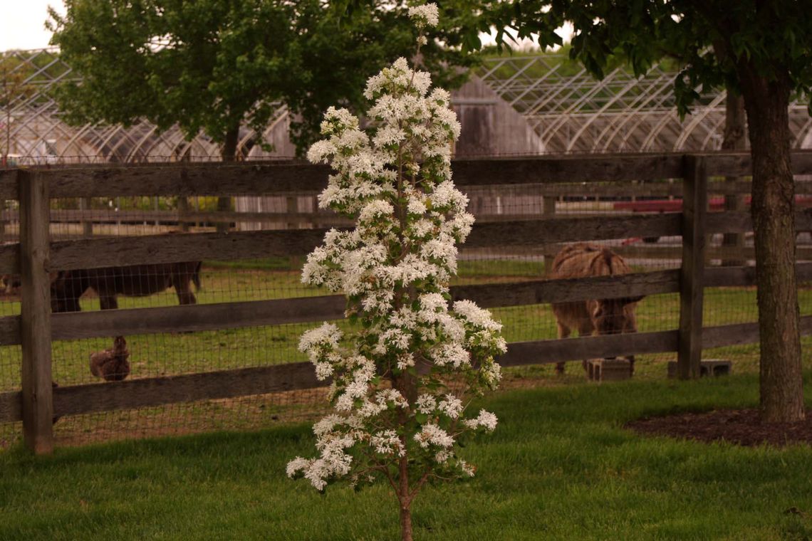 chionanthus retusus tokyo tower 5 11 17 ls