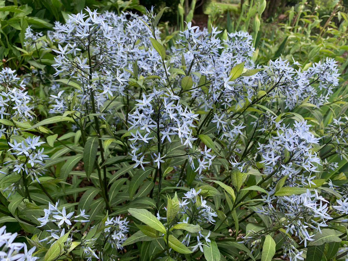 amsonia tabernaemontana storm cloud 5 6 21 ls 2