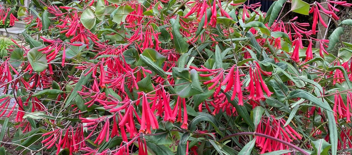 lonicera sempervirens cedar lane belvidere