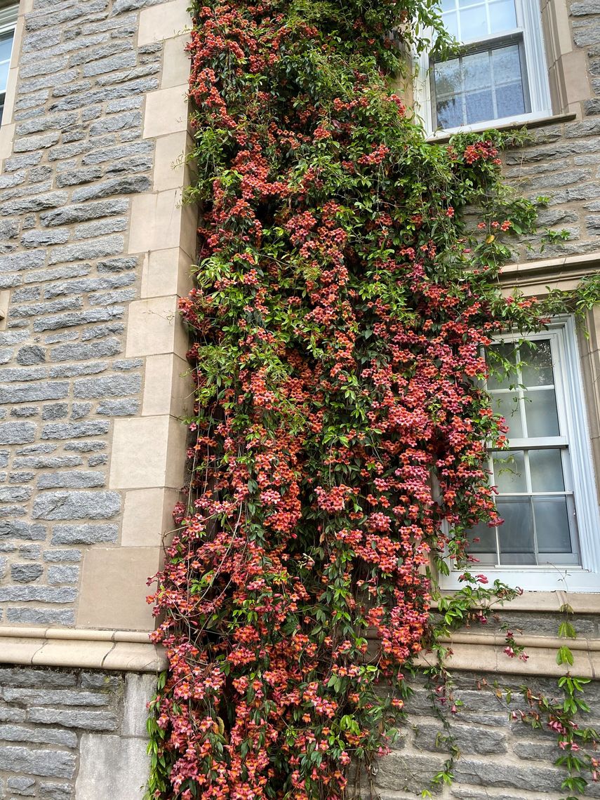 bignonia capreolata tangerine beauty scott arboretum