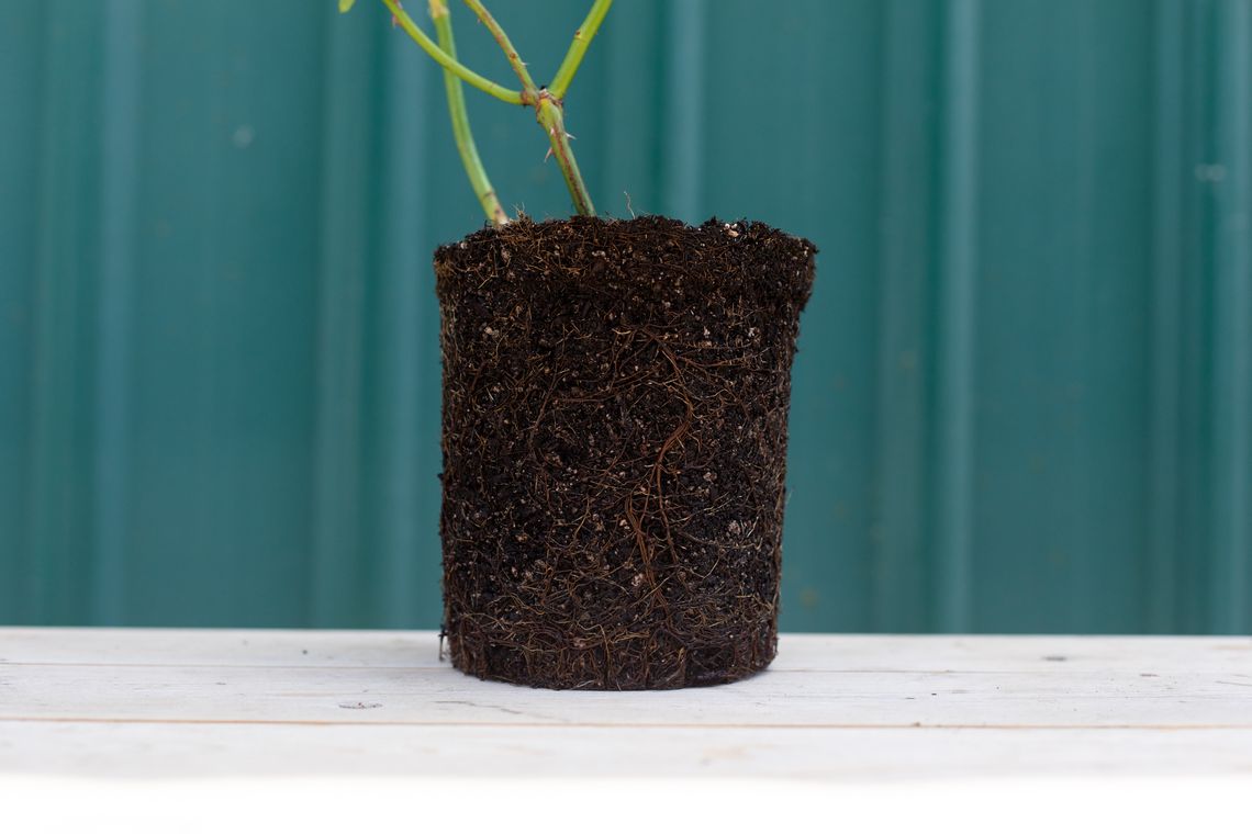roots 2