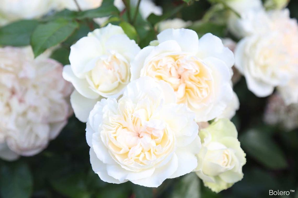 bolero blooms