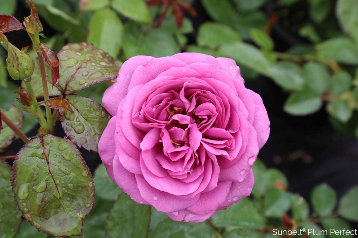 sunbelt plum perfect