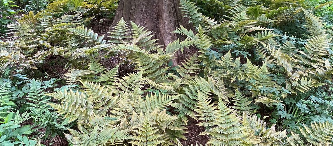 dryopteris erythrosora closeup 3 2