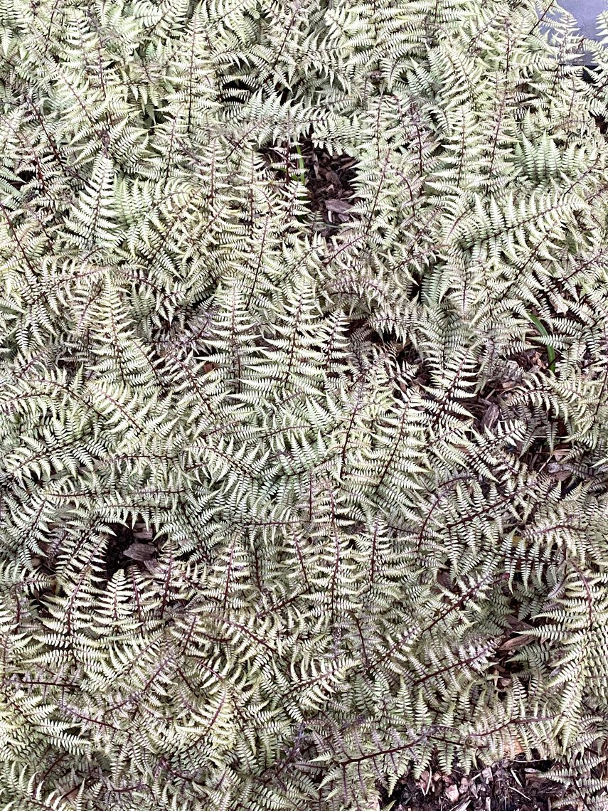 athyrium ghost