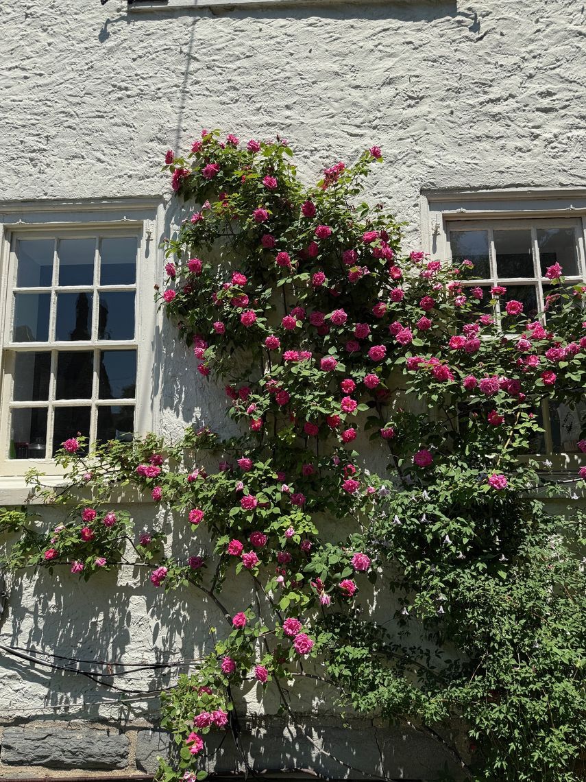 rosa zephirine drouhin