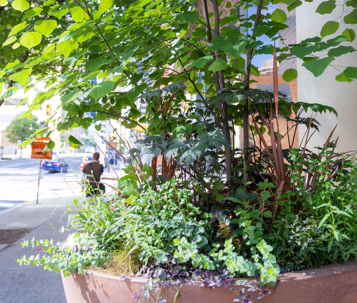 05 28 262 summer hq planters credit morgan horell morganhorellphoto 019