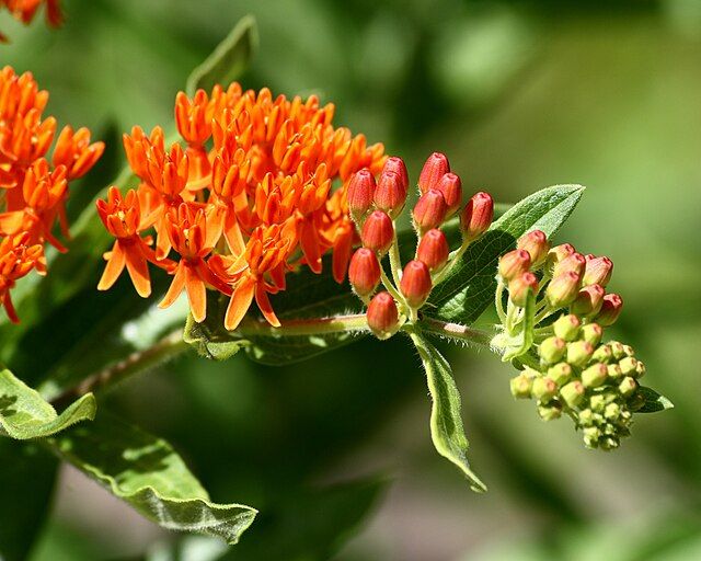 asclepias tuberosa