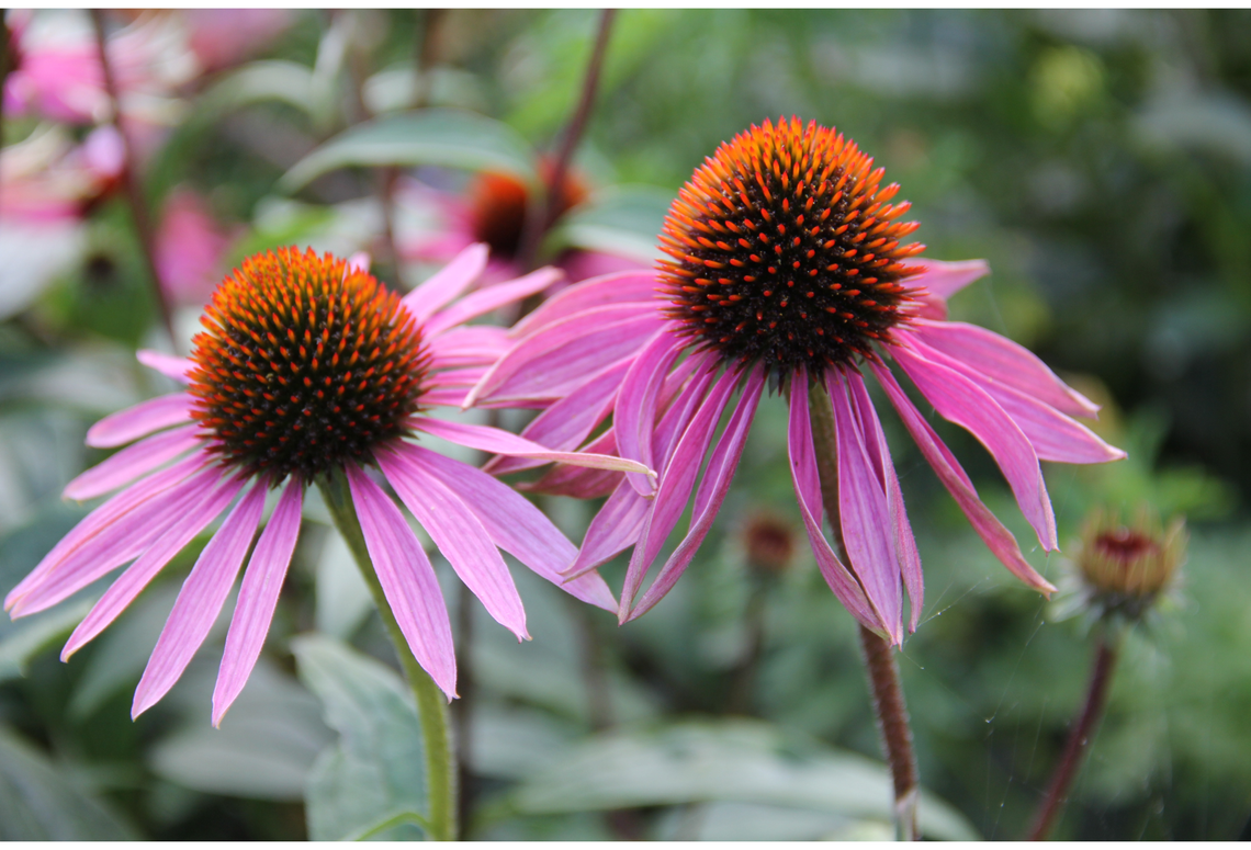 echinacea purpurea magnus