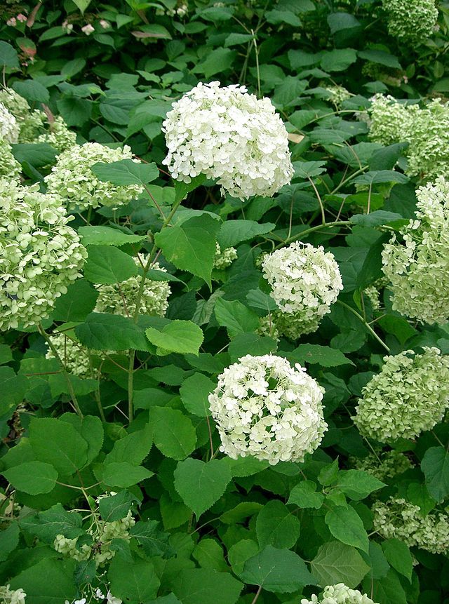 hydrangea arborescens annabelle