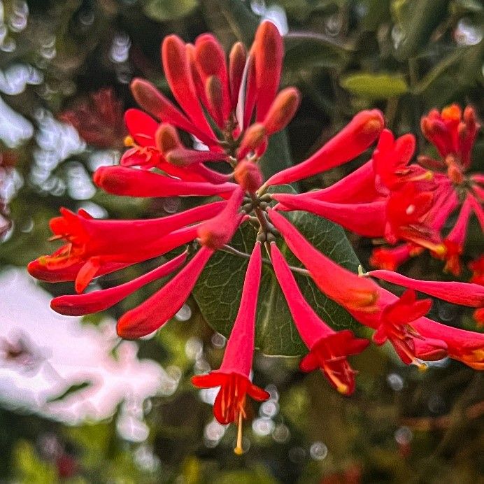 lonicera sempevirens