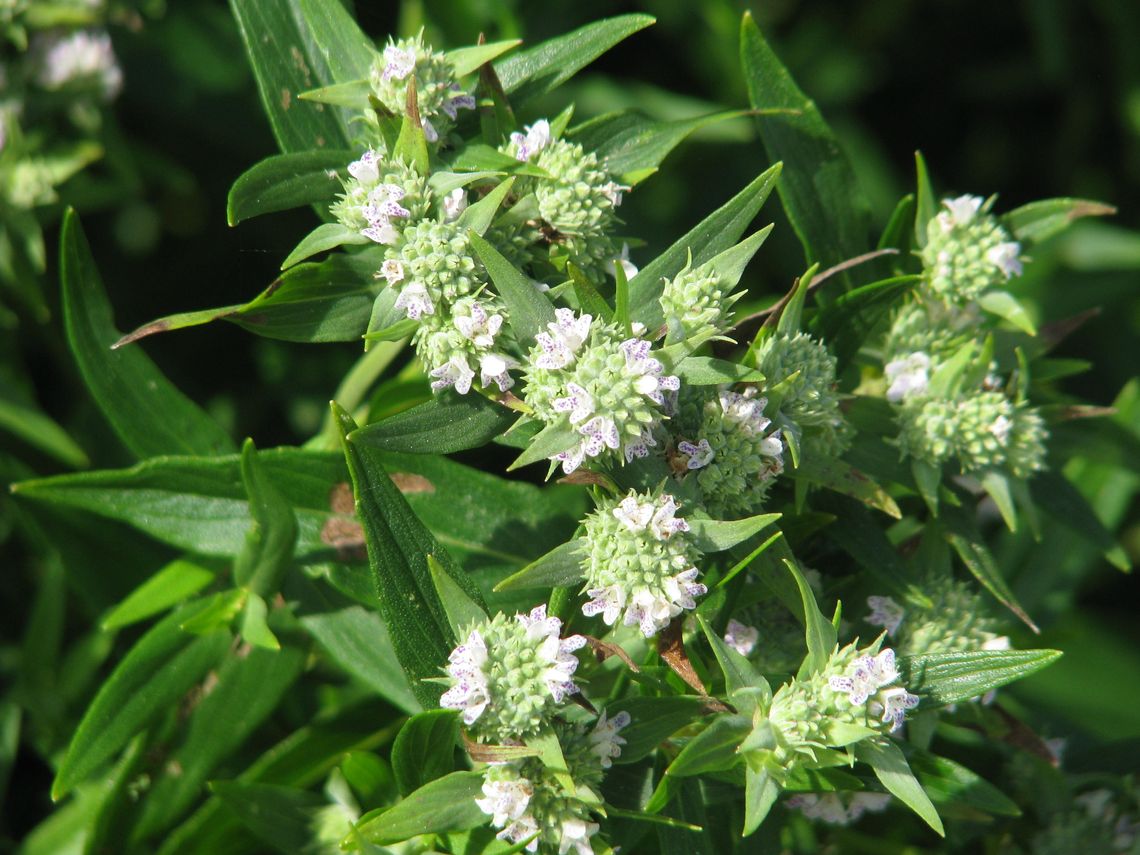 pycnanthemum tenuifolium
